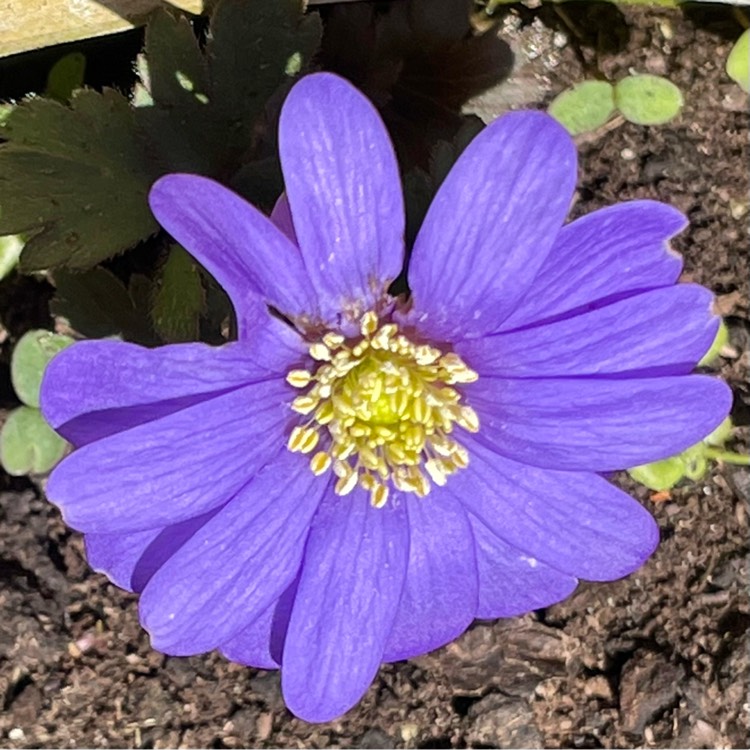 plant image 1563945 plant image 1563945