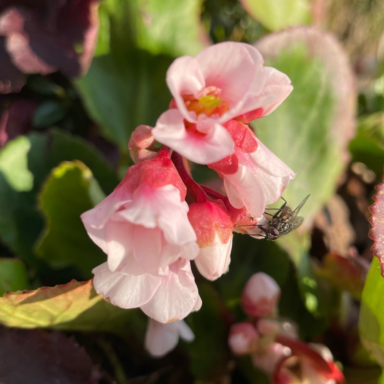 plant image 1565177 plant image 1565177