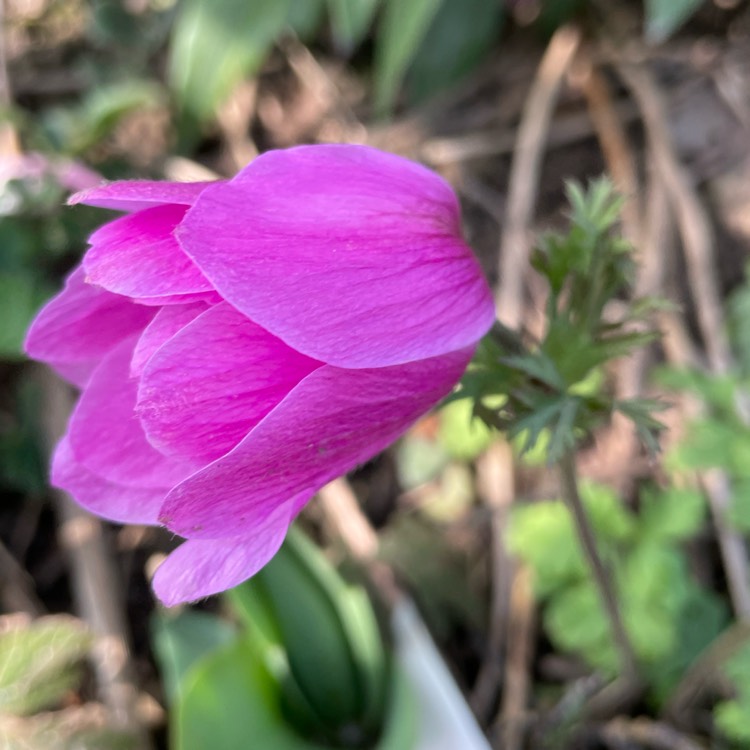 plant image 1568543