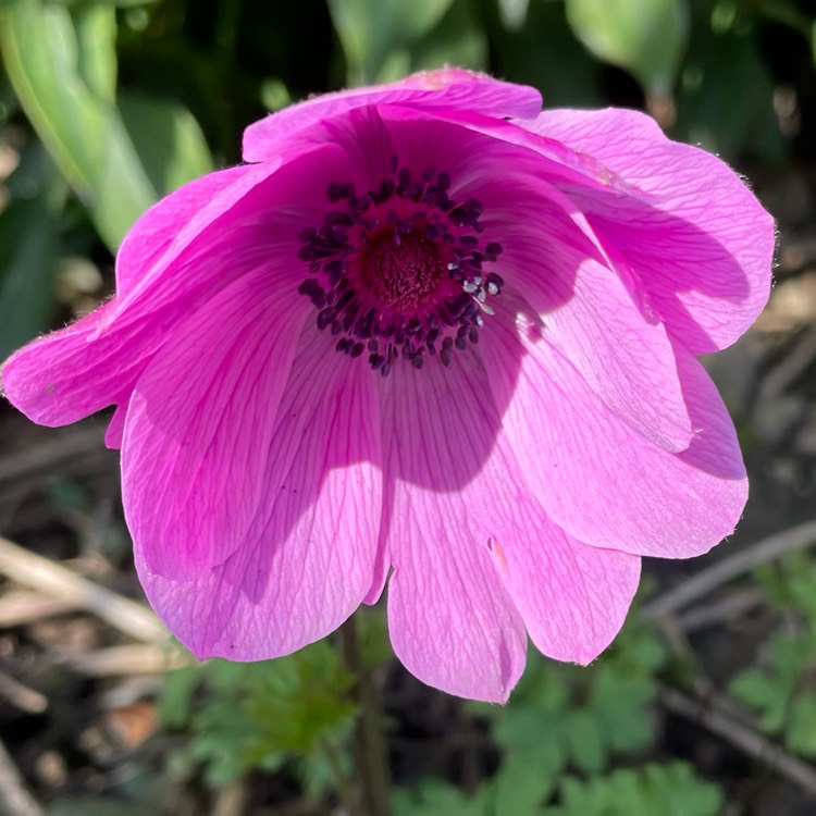 plant image 1568983