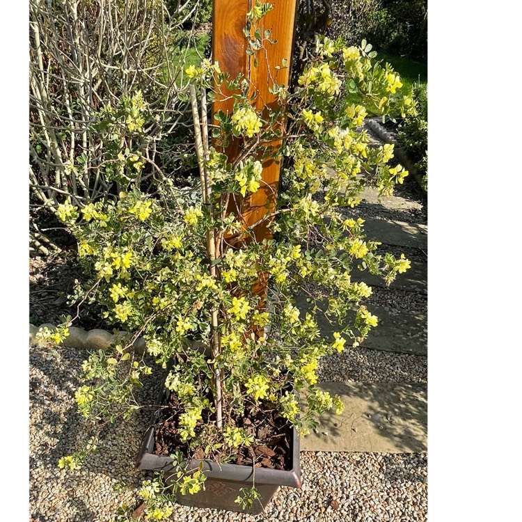 Plant image Coronilla valentina subsp. glauca 'Citrina' syn. Coronilla glauca 'Citrina', Coronilla valentina 'Citrina'