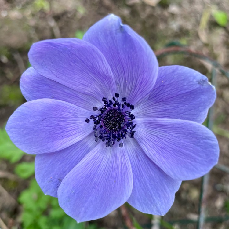 plant image 1580076