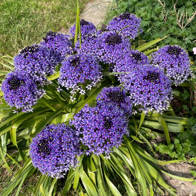 plant image 1582264 plant image 1582264