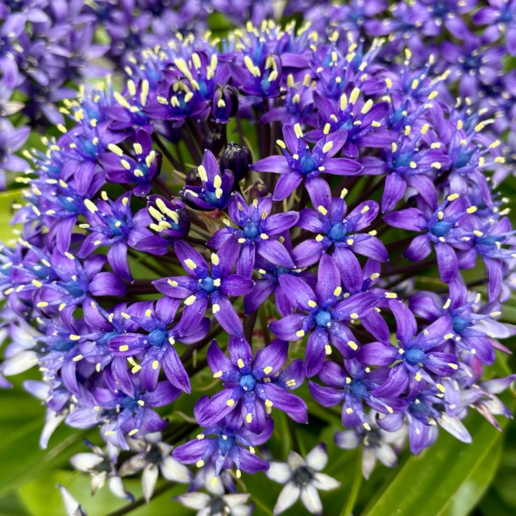 plant image 1582271 plant image 1582271