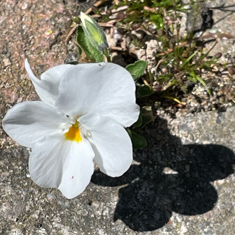 plant image 1582744 plant image 1582744