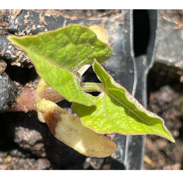 plant image 1583447
