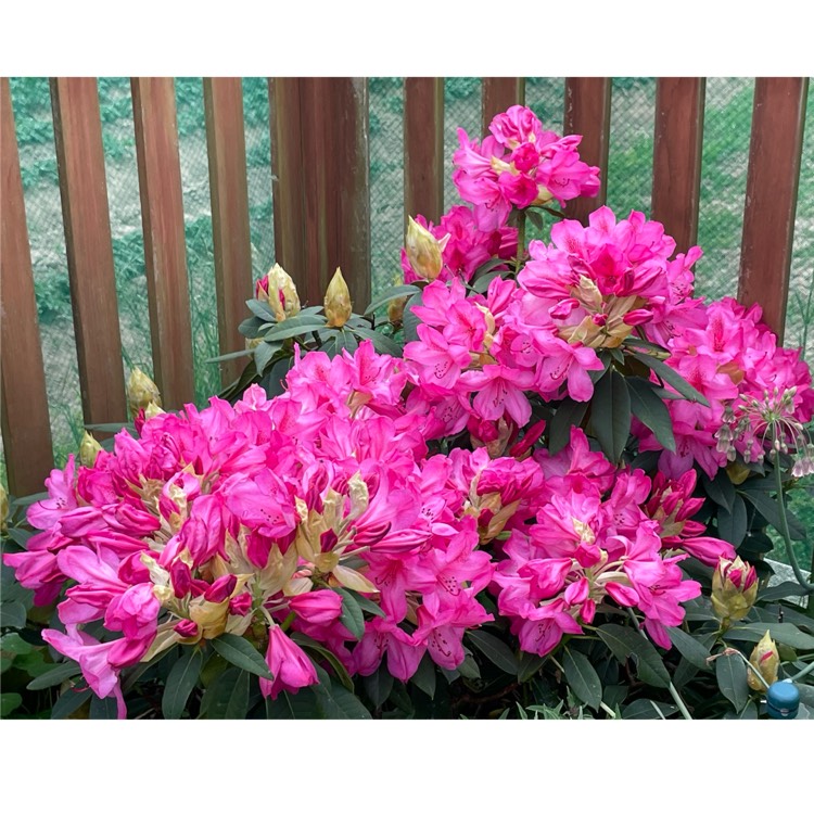 plant image 1585615 plant image 1585615