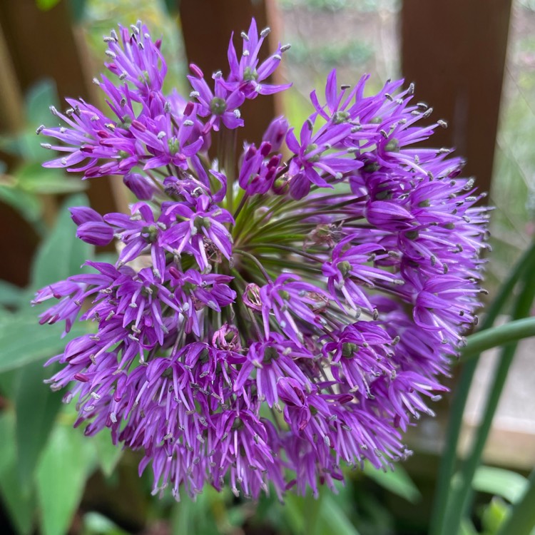 plant image 1586927 plant image 1586927