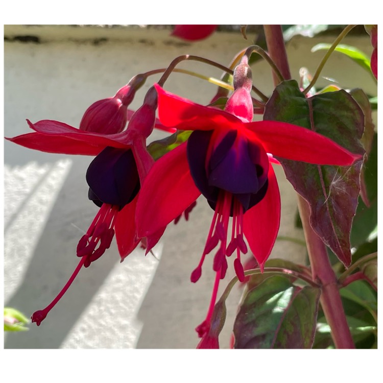 plant image 1590474 plant image 1590474