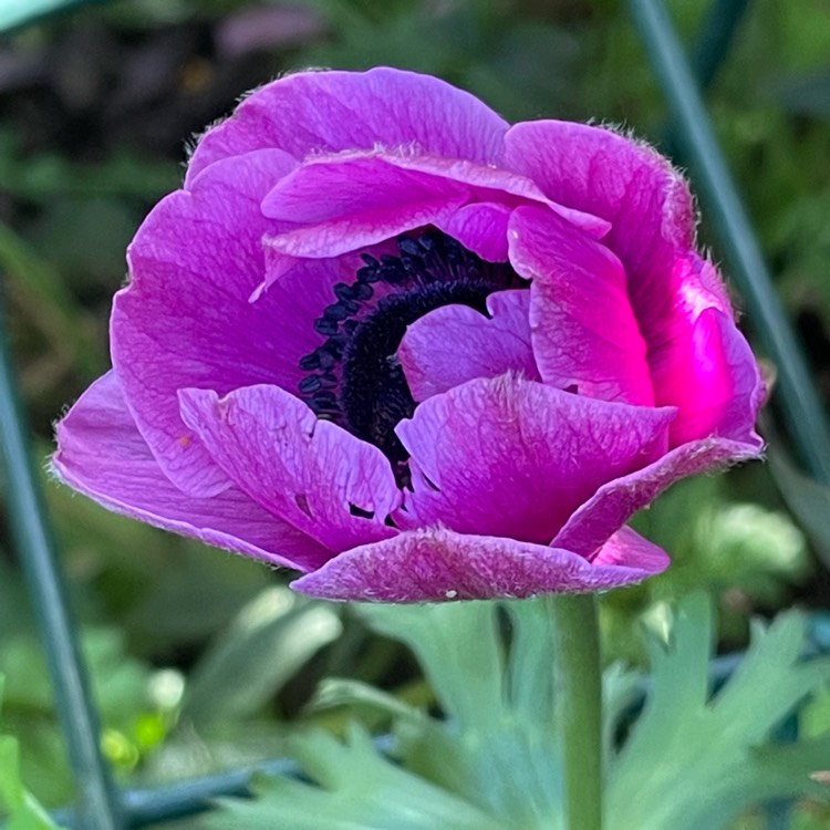 plant image 1594498