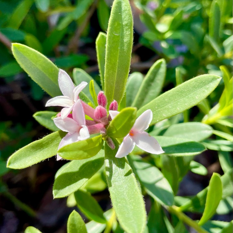 plant image 1595253 plant image 1595253
