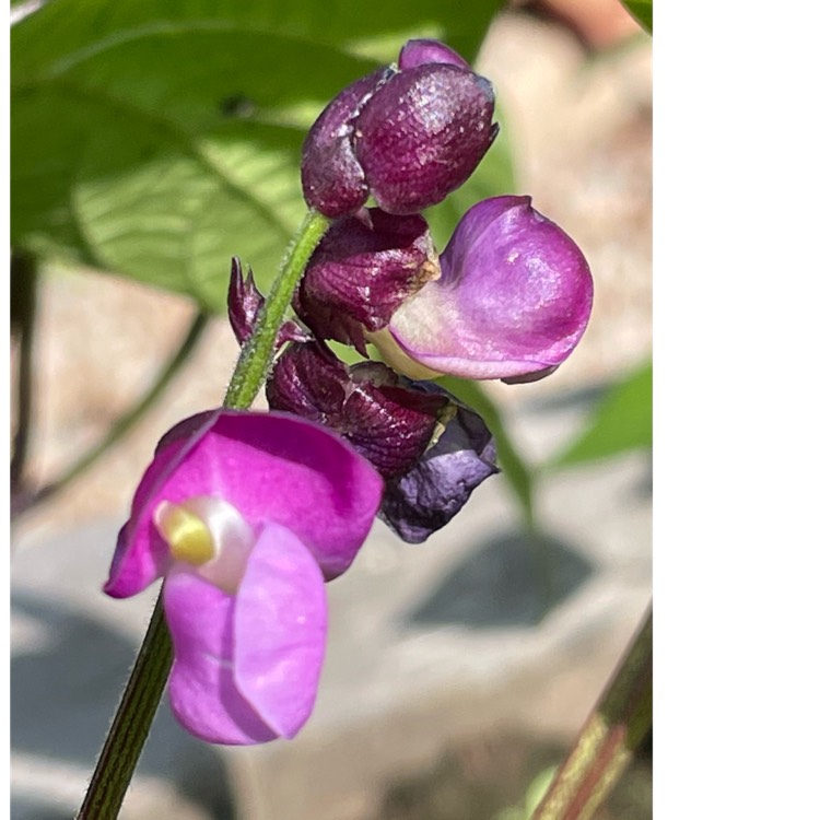 plant image 1602171