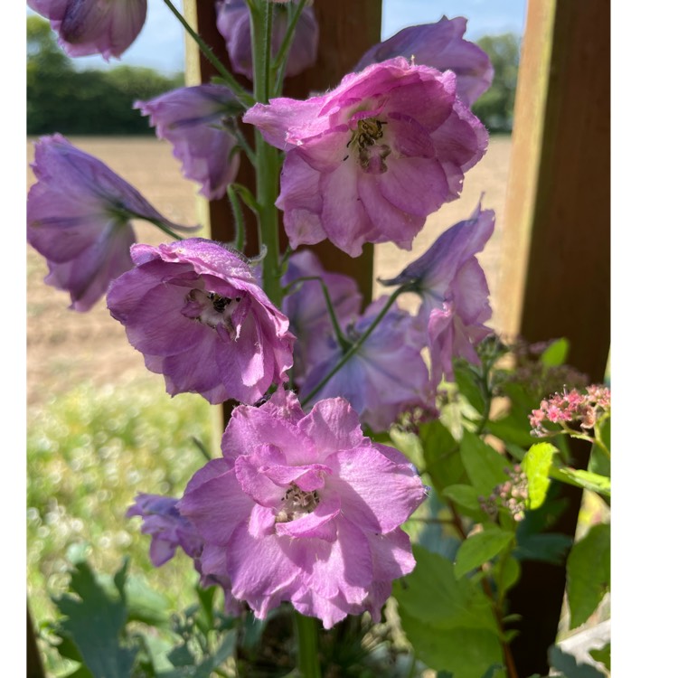 plant image 1602175