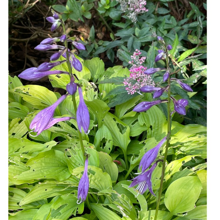 plant image 1602617 plant image 1602617