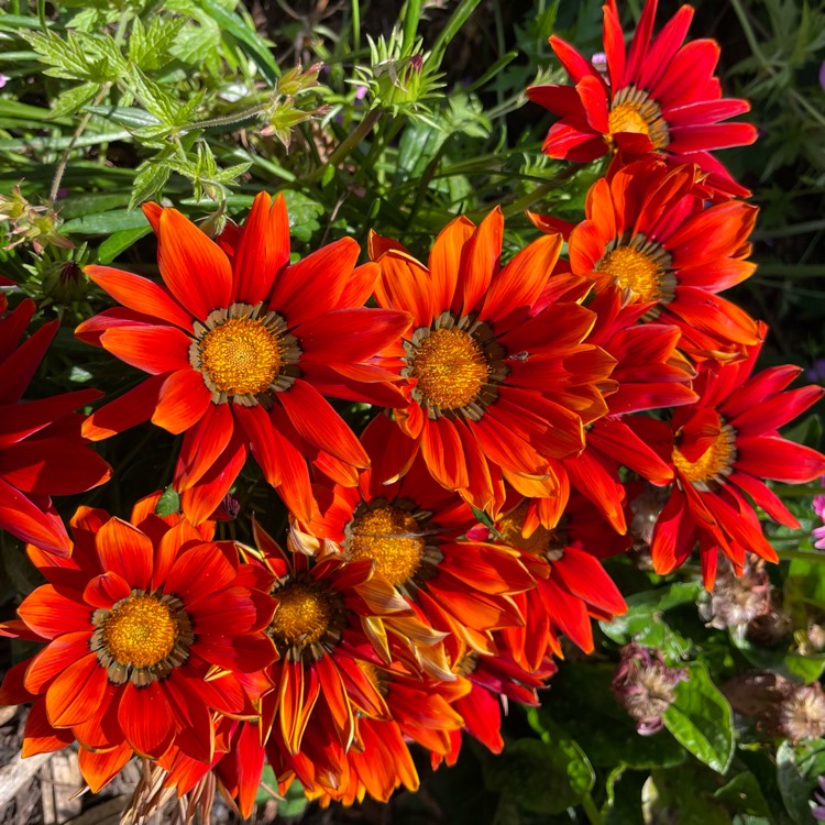 plant image 1604955 plant image 1604955