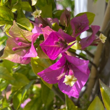 Bougainvillea