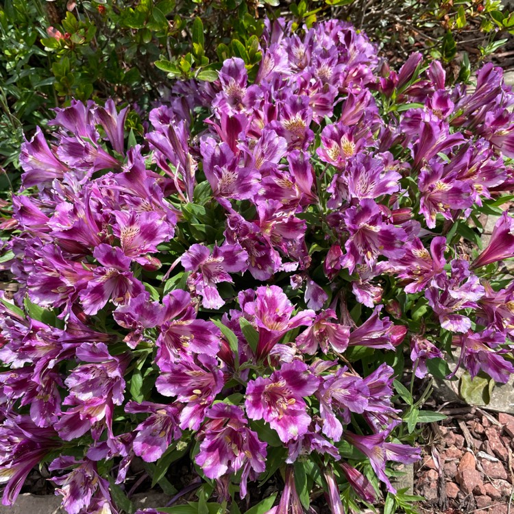 plant image 1606248 plant image 1606248