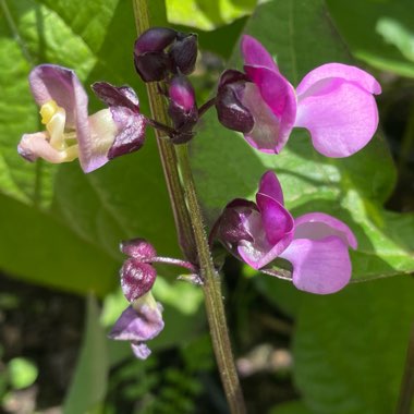 Phaseolus vulgaris 'Purple Teepee'