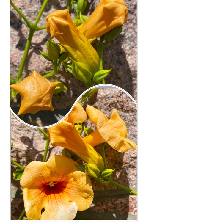 plant image 1610568 plant image 1610568