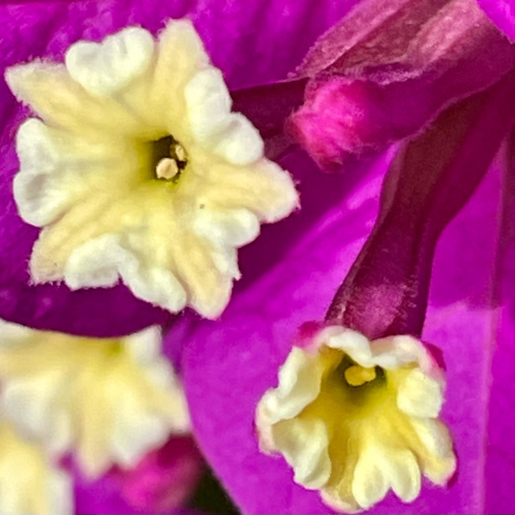 plant image 1614803 plant image 1614803