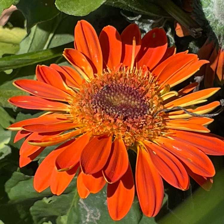 plant image 1615797 plant image 1615797