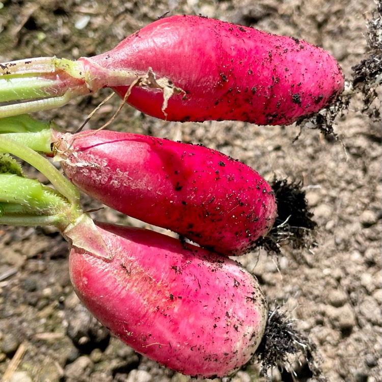 plant image 1617350