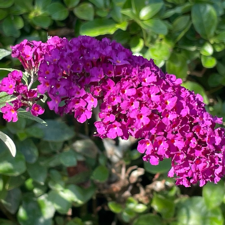 plant image 1622524 plant image 1622524