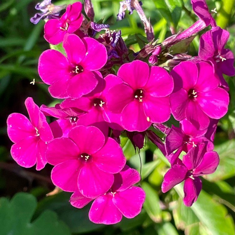 plant image 1623358