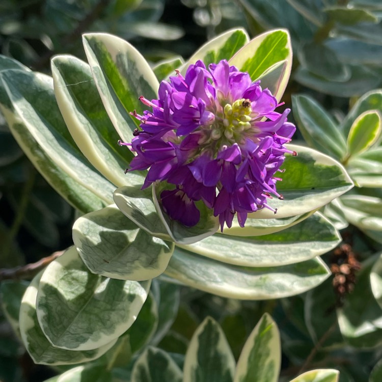 plant image 1624335 plant image 1624335