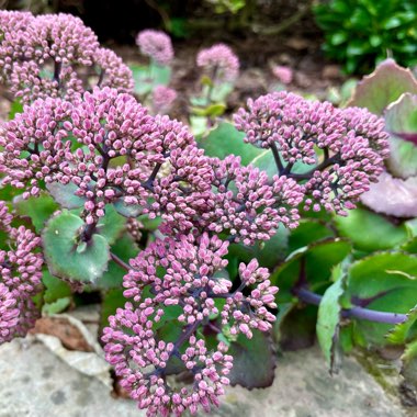 Sedum 'Turkish Delight'