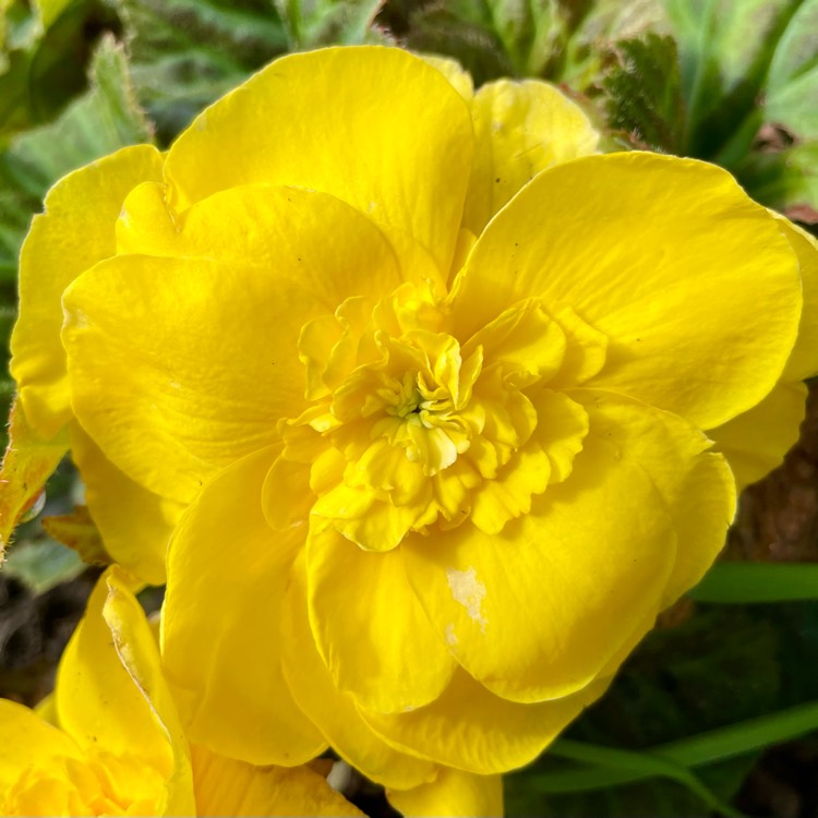 plant image 1625210 plant image 1625210