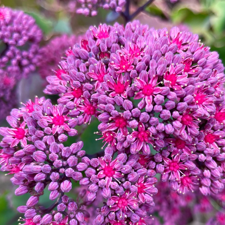 plant image 1626371 plant image 1626371