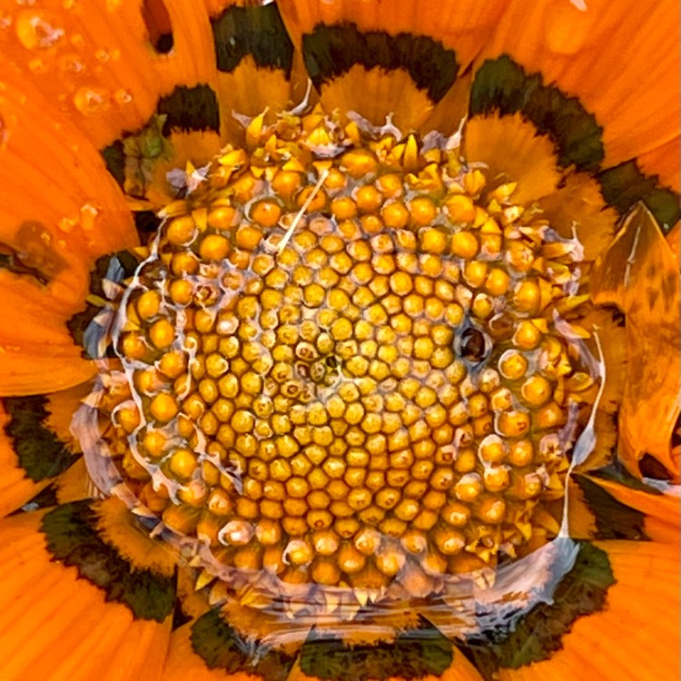 plant image 1632599 plant image 1632599