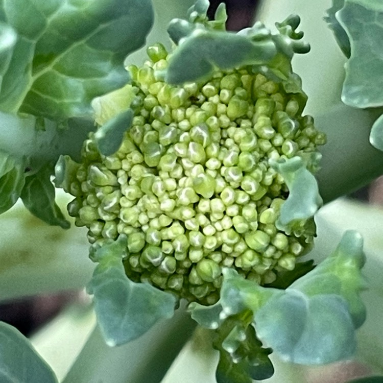 plant image 1633742 plant image 1633742
