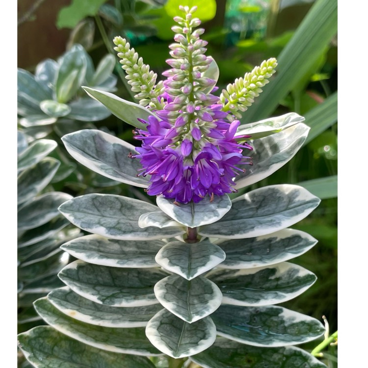plant image 1635006 plant image 1635006