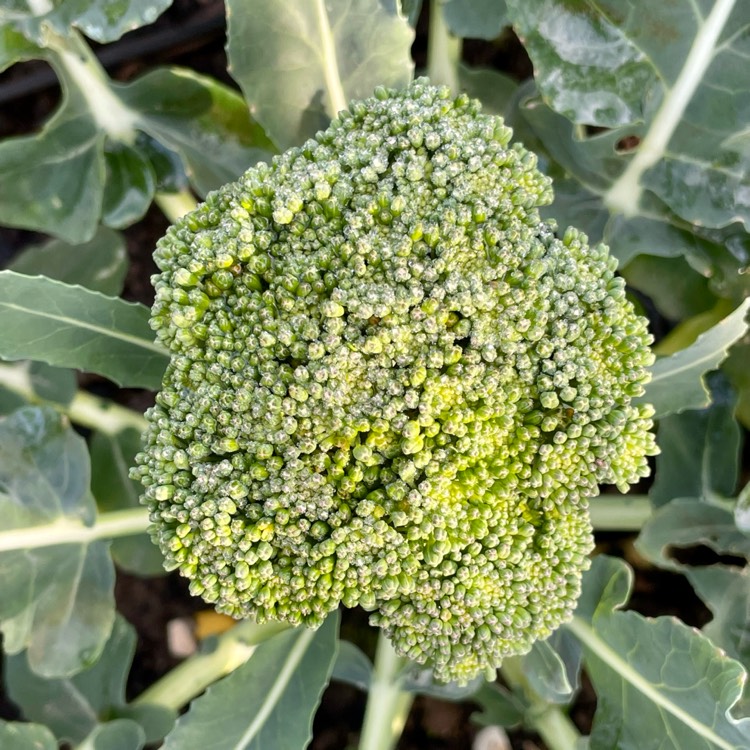 plant image 1636877 plant image 1636877