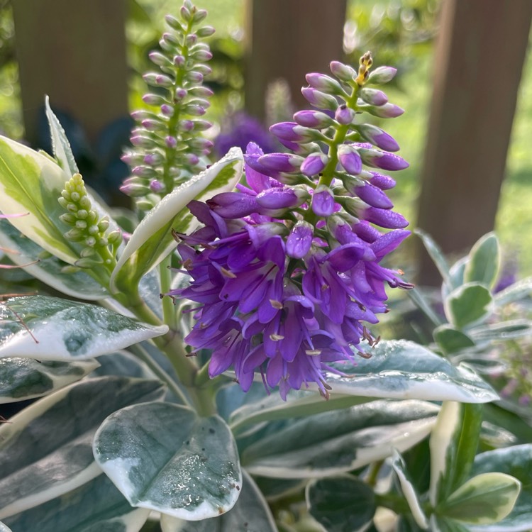 plant image 1639444 plant image 1639444