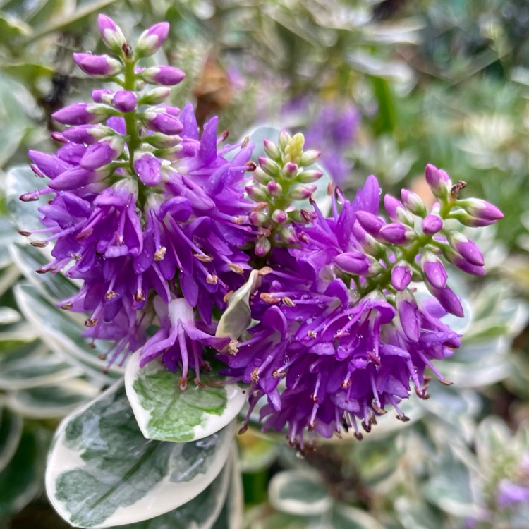plant image 1642398 plant image 1642398