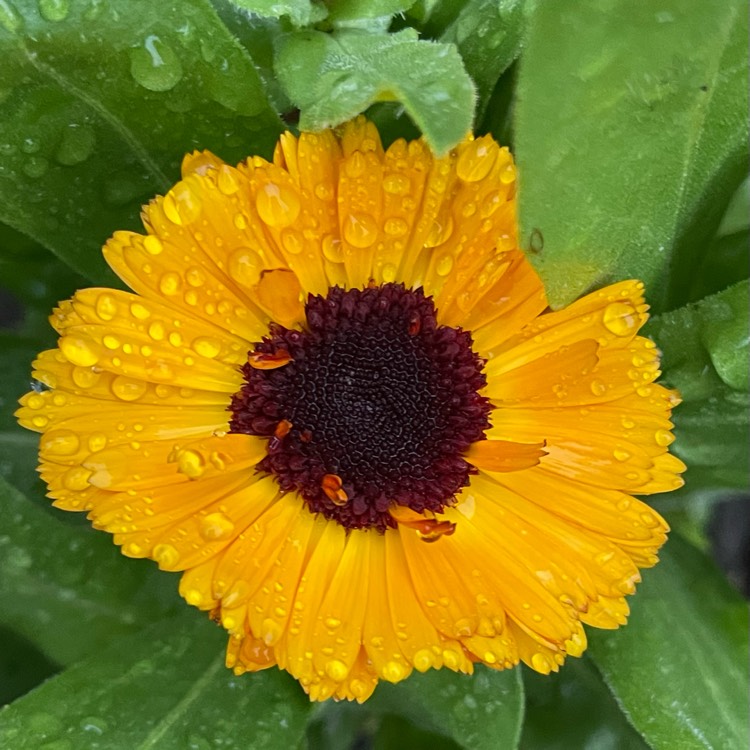 plant image 1644063