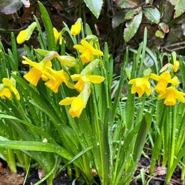 Narcissus