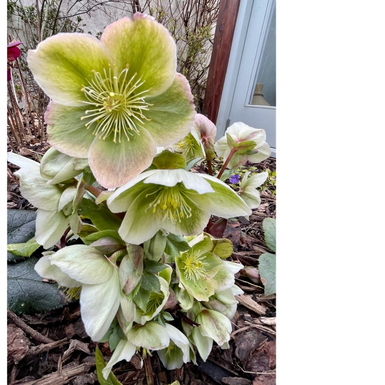 plant image 1650118