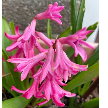 Hyacinthus orientalis 'Pink Pearl'