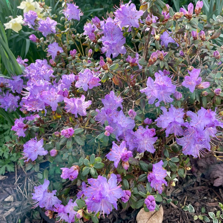 plant image 1653349 plant image 1653349