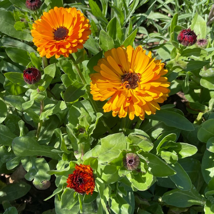 plant image 1655259
