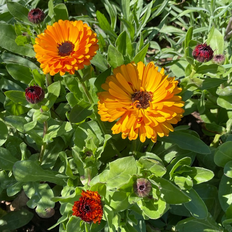 plant image 1655781