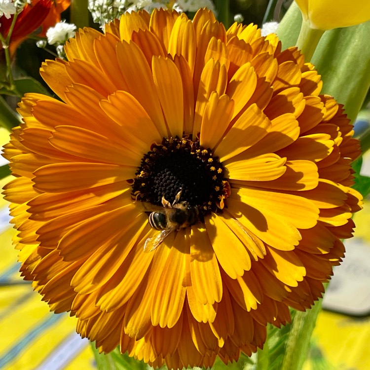 plant image 1656306