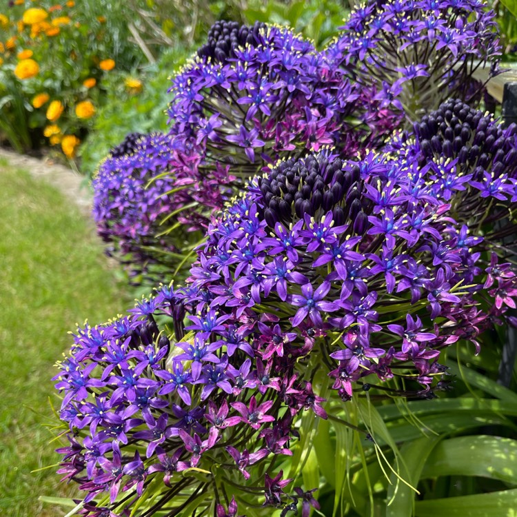 plant image 1663511 plant image 1663511