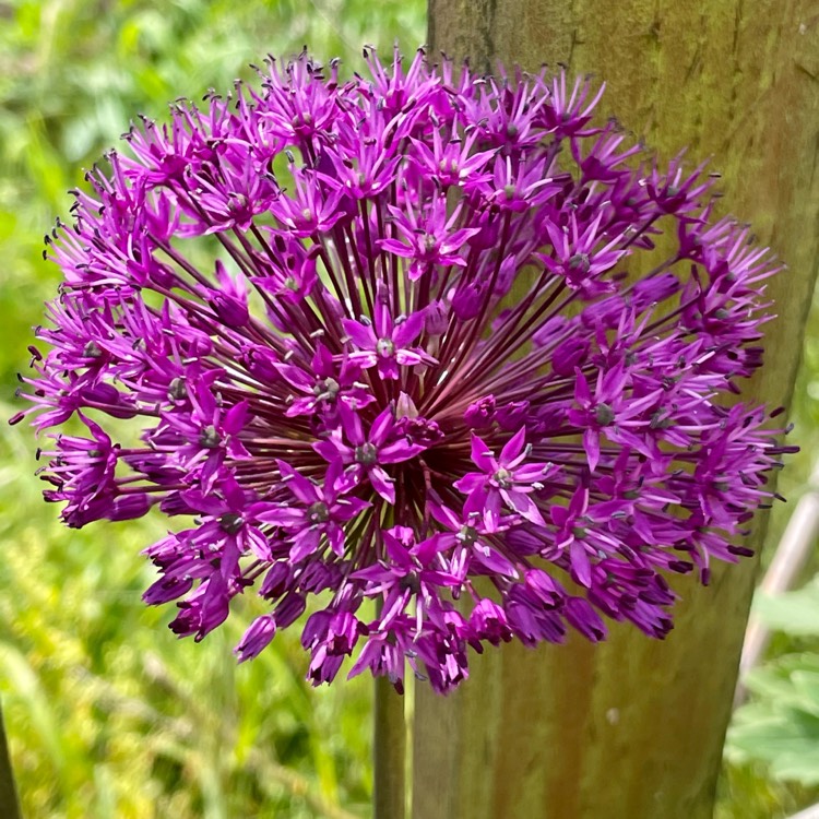 plant image 1666495 plant image 1666495