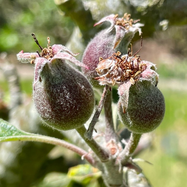 plant image 1666945 plant image 1666945