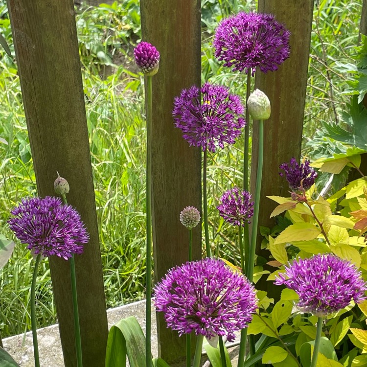 plant image 1667169 plant image 1667169